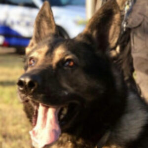Profile photo of Raze